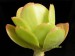 Echeveria longiflora.jpg