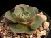 Echeveria longissima, Mexico, San Pedro Nopala.jpg