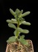 Echeveria macdougallii.jpg