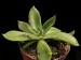 Echeveria paniculata.jpg