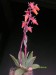 Echeveria peruviana, Argentina, Salta, Santa Rosa de Tastil.jpg