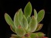 Echeveria pilosa.jpg