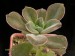 Echeveria pringlei.jpg