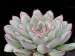 Echeveria pulidonis.jpg