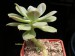 Echeveria quitensis v.sprucei, Ecuador 2.jpg