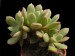 Echeveria quitensis, Ecuador.jpg