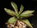 Echeveria semivestita v.floresiana, Mex., S Xilita.jpg