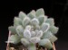 Echeveria setosa v.minor.jpg