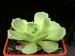 Echeveria sp., Mexico, Jalisco, Jaltepec.jpg