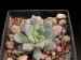 Echeveria subcorymbosa, Mex., Oax., Laguna Encantada.jpg