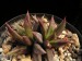 Echeveria trianthina, Mex., Hgo, Silo to Almolon.jpg