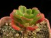 Echeveria viridissima.jpg