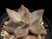 Echeveria xichuensis, Mexico, Gto, Xico.jpg