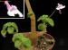 Streptocarpus caulescens.jpg