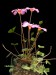 Oxalis callosa 4.jpg