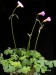 Oxalis caprina 1.jpg