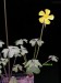 Oxalis livida 1.jpg