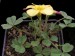 Oxalis pardalis 2.jpg