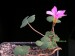 Oxalis pocockiae.jpg