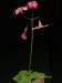 Oxalis semiloba 1.jpg