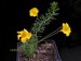 Oxalis sp. MO 402.jpg