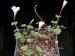 Oxalis sp. nova.jpg