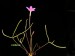 Oxalis variifolia v.ternata.jpg