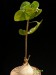 Pyrenacantha malvifolia     JM.jpg