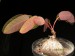 Phyllanthus mirabilis.jpg