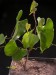 Dioscorea sp. 1    JM.jpg