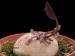 Cyclamen cilicicum.jpg