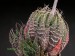 Aloe aristata.jpg