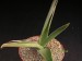 Aloe bulbicaulis   JM.jpg