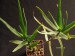 Aloe ciliaris   JM.jpg