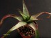 Aloe cipolinicola   JM.jpg