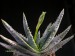 Aloe compressa   JM.jpg