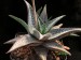 Aloe deltoideodonta   JM.jpg