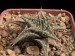 Aloe descoingsii   JM.jpg