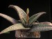 Aloe dinteri, W of Opuwo, Namibia   JM.jpg