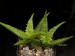 Aloe dorotheae   JM.jpg