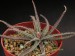 Aloe droseroides   JM.jpg