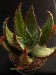 Aloe excelsa   JM.jpg