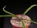 Aloe fimbrialis   JM.jpg