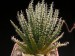 Aloe haworthioides   JM.jpg