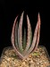 Aloe hereroensis, W of Upington, RSA   JM.jpg