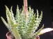 Aloe humilis   JM.jpg