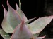 Aloe imalotensis   JM.jpg
