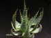 Aloe pratensis   JM.jpg