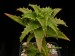 Aloe kongolensis   JM.jpg