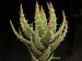 Aloe melanacantha   JM.jpg